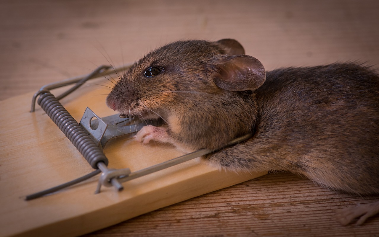 get rid of rats