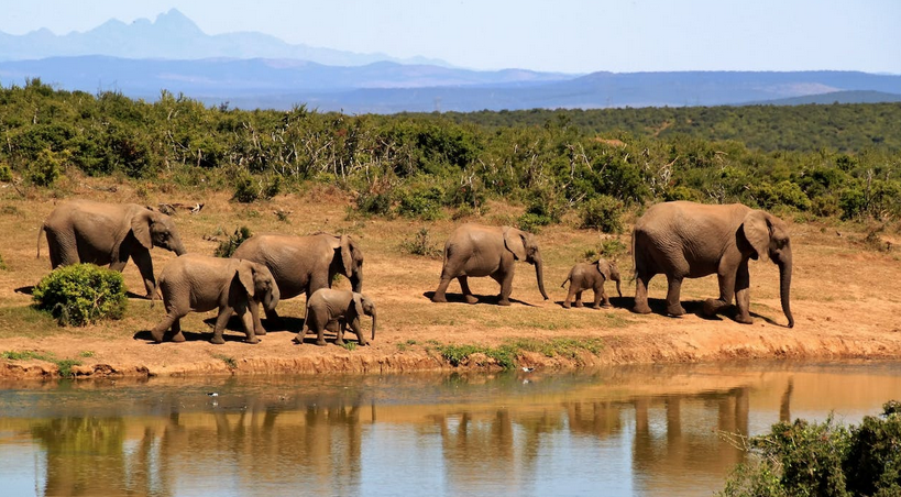 elephants